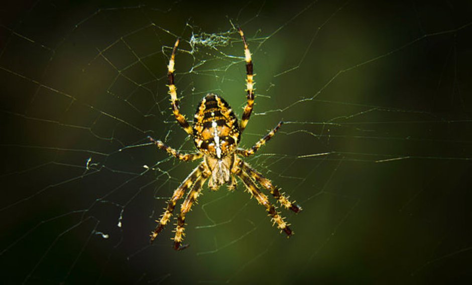 Паук золотопряд Nephila