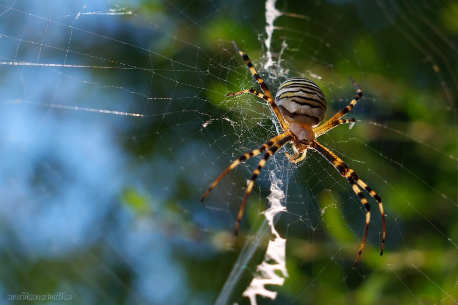 Пауки-кругопряды – Araneidae