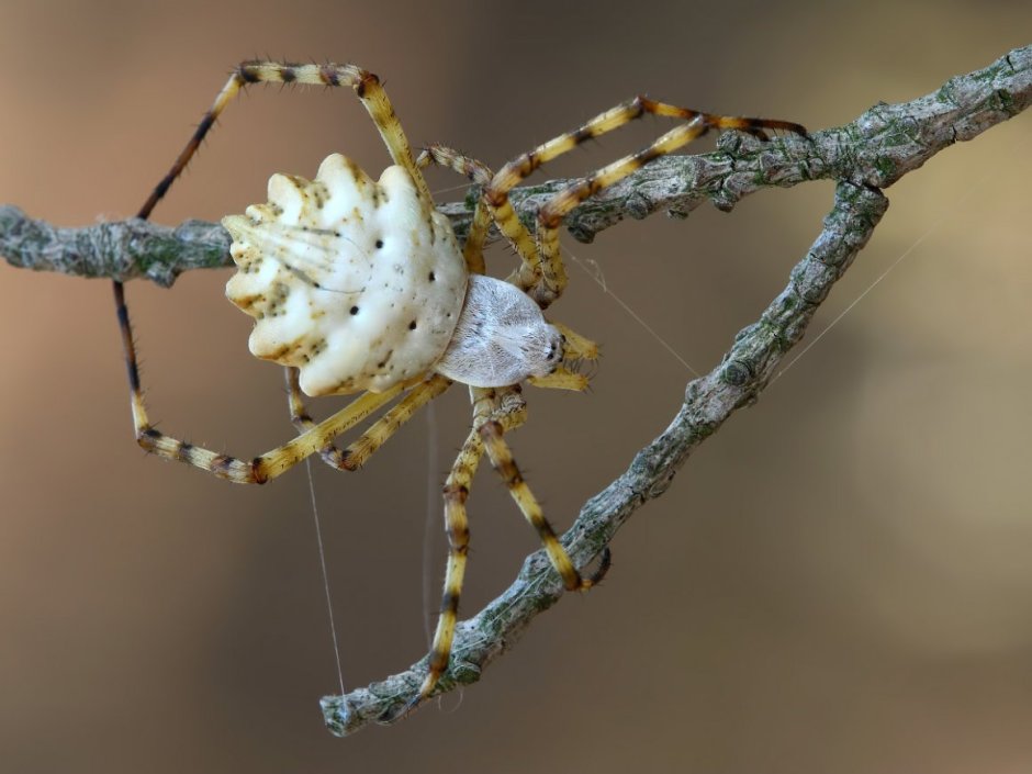 Паук золотопряд Nephila