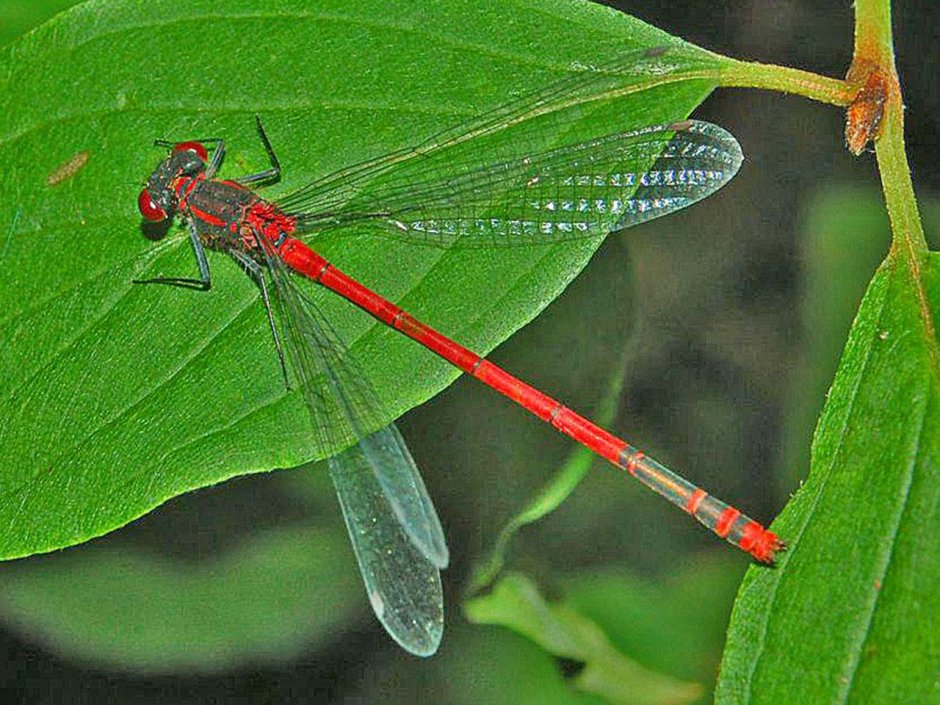 Стрекоза Pyrrhosoma