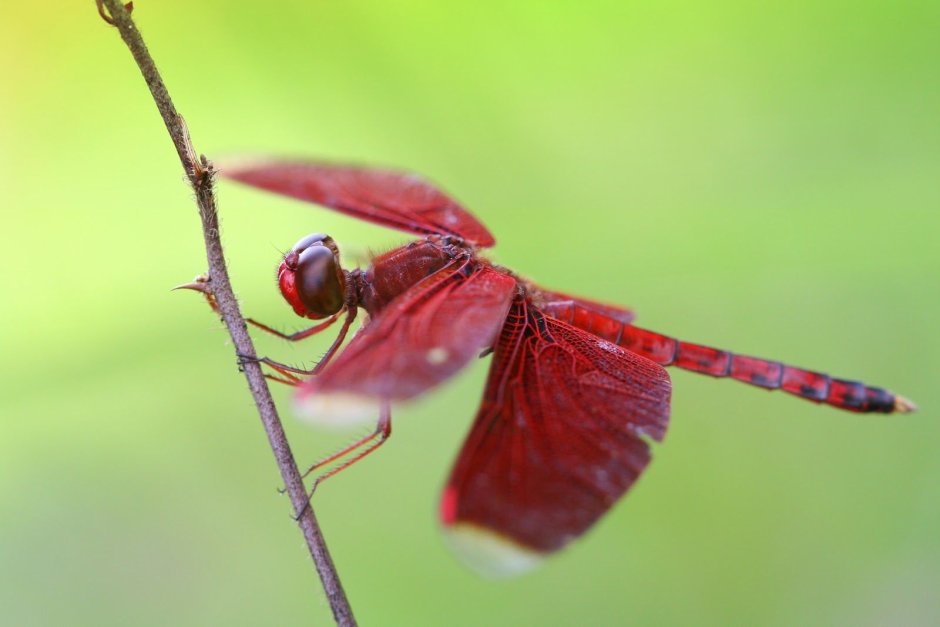 Стрекоза двухцветная (Leucorrhinia pectoralis