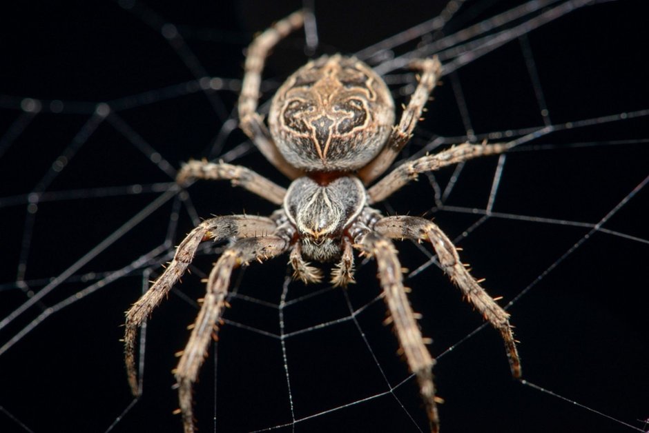 Паук Cebrennus rechenbergi