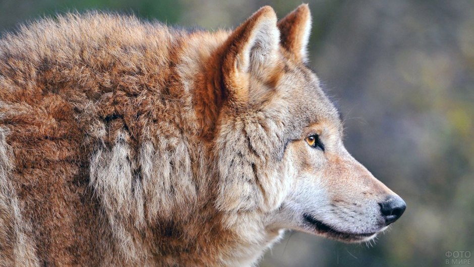 Волк обыкновенный (canis Lupus)