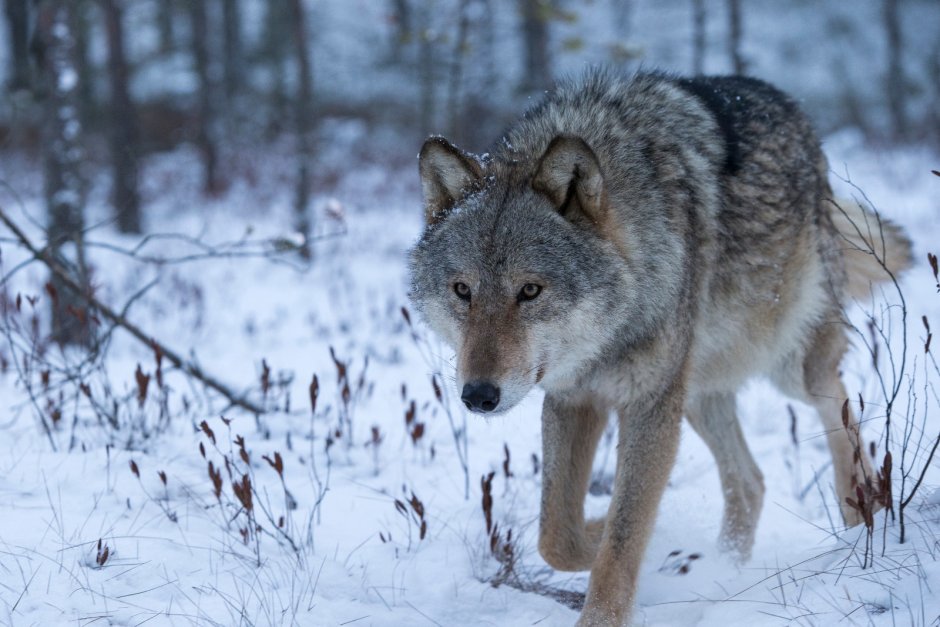 Wintry Wolf (зимний волк)