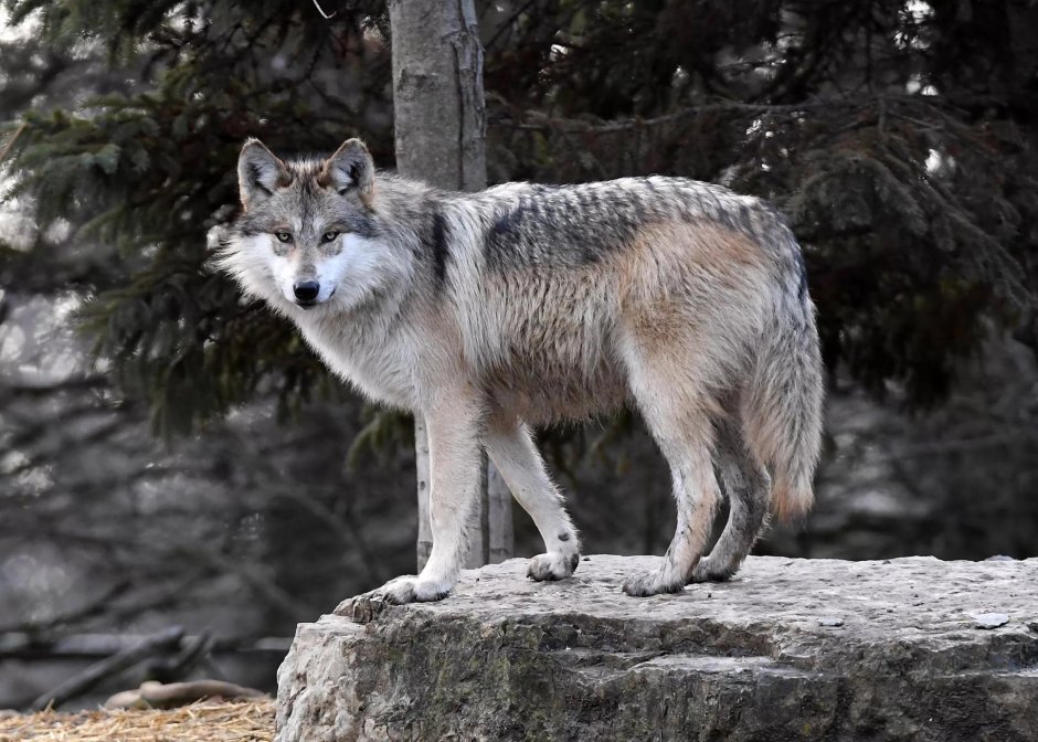 Кенайский волк canis Lupus alces