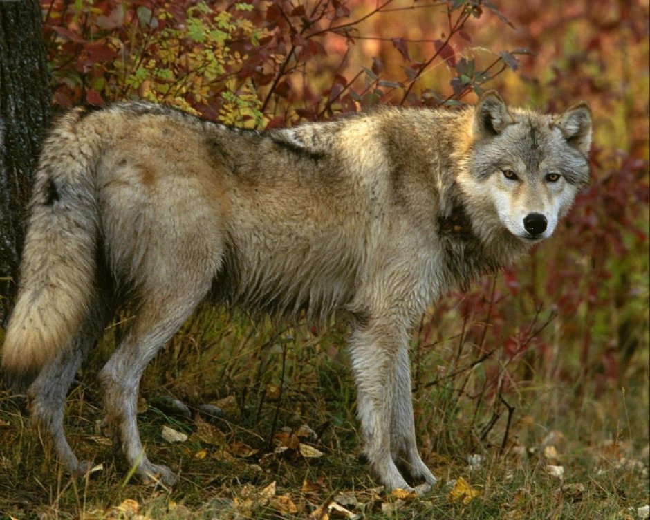 Кенайский волк canis Lupus alces