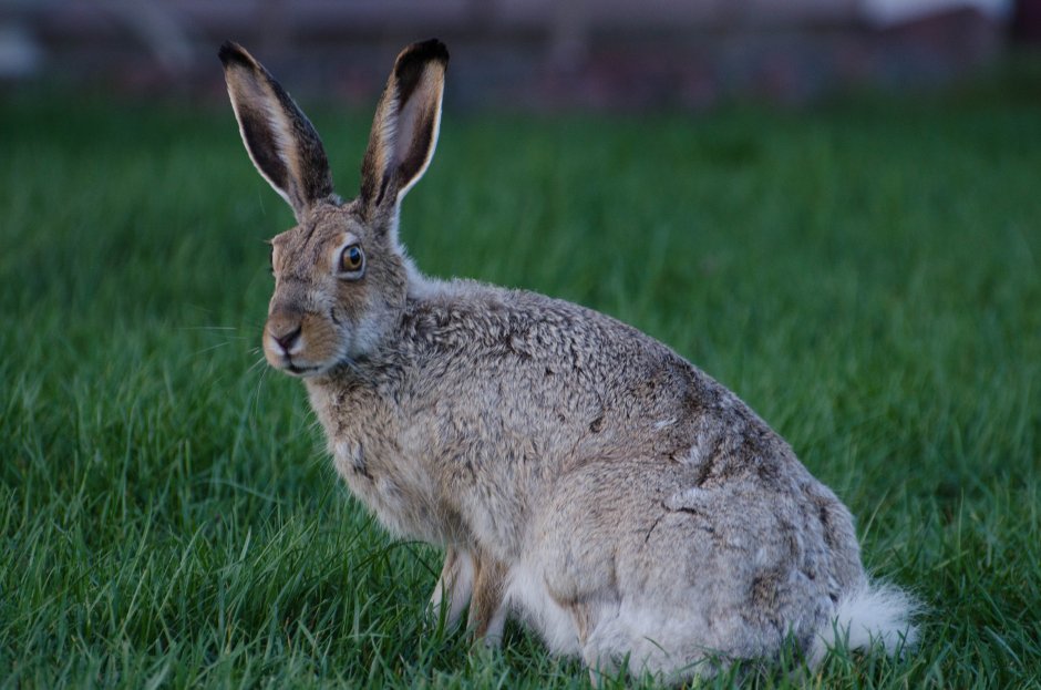 Lepus habessinicus
