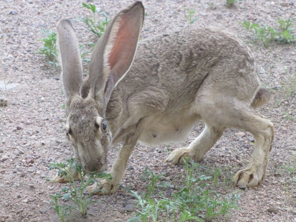 Антилоповый заяц (Lepus alleni)