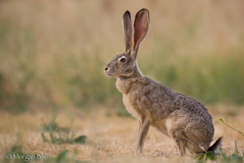 Lepus californicus
