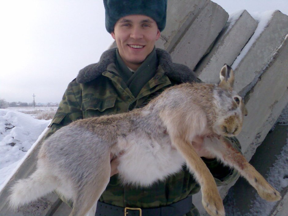 Самый большой дикий заяц