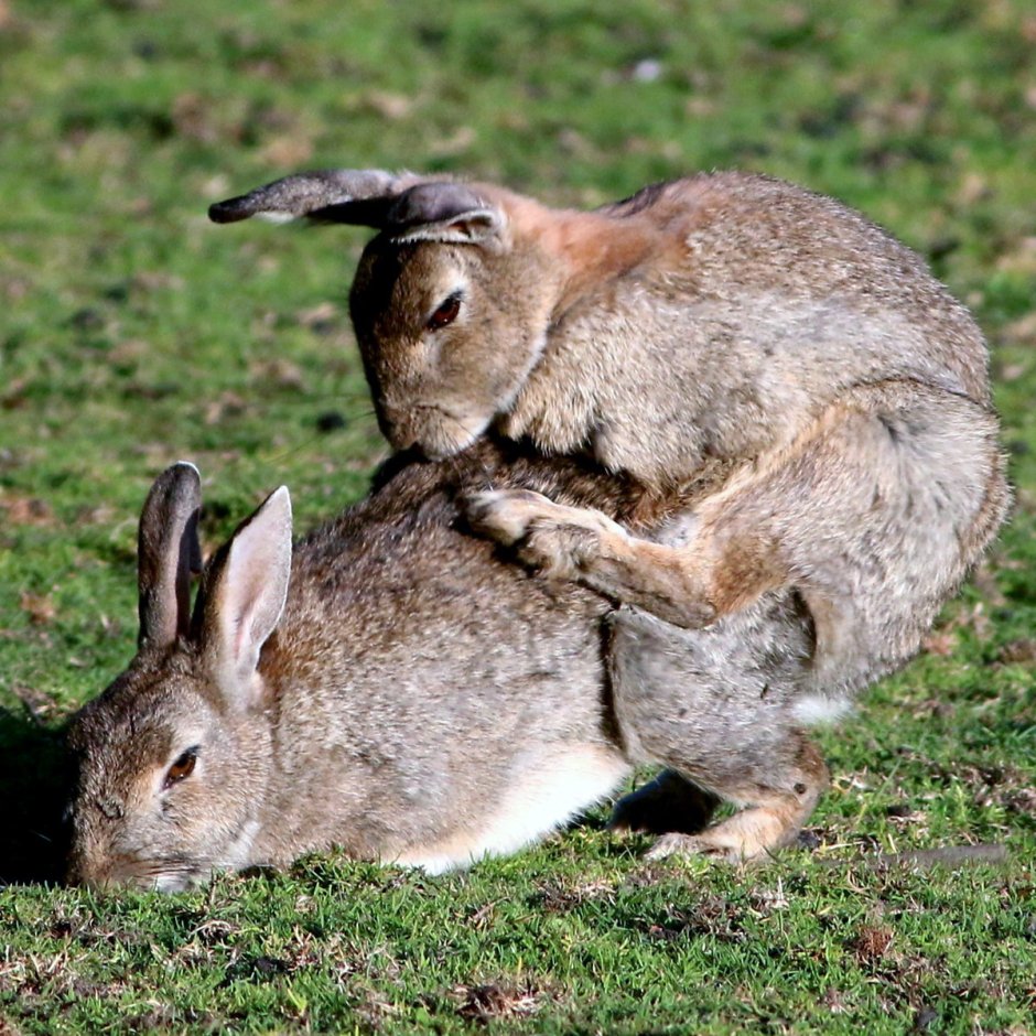 Oryctolagus cuniculus