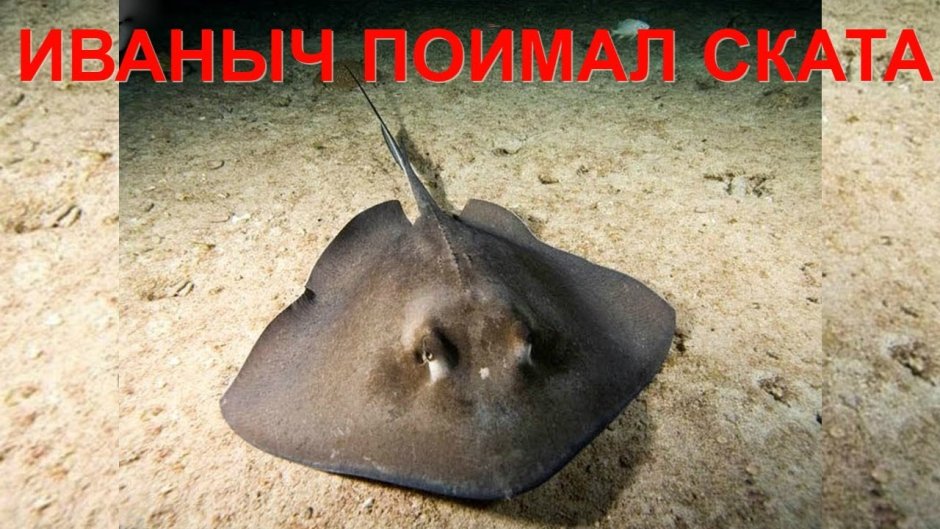 Скат-хвостокол в черном море