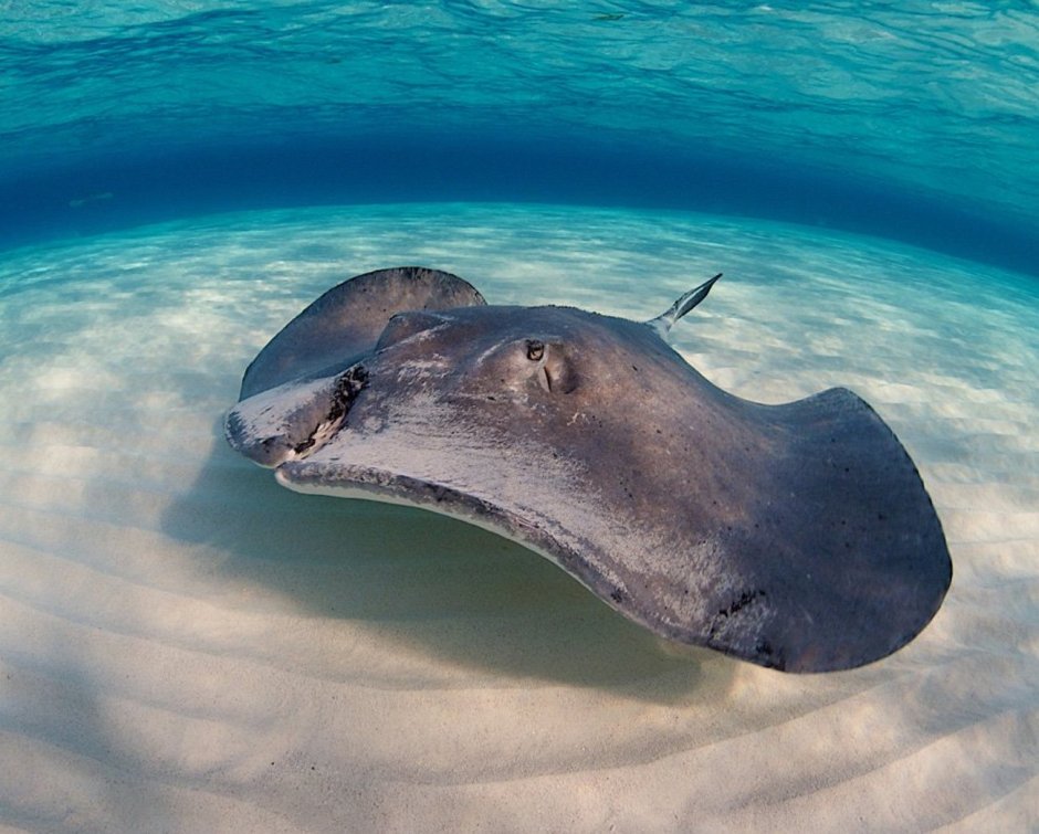 Скат Stingray