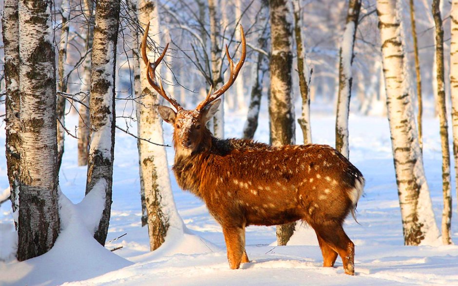 Животные зимой