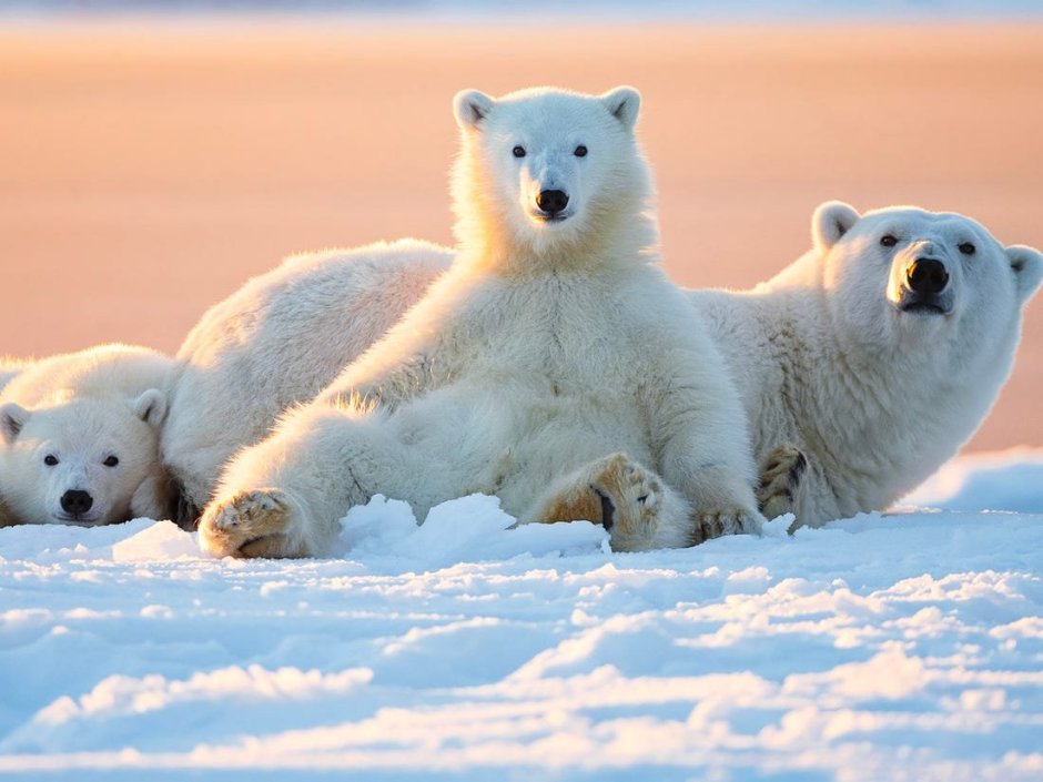 Международный день полярного медведя International Polar Bear Day