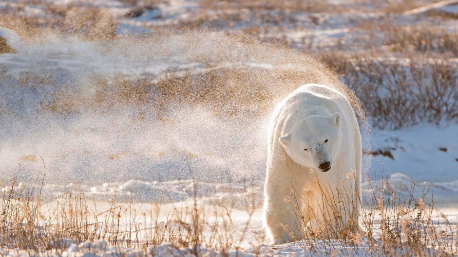 Полар бир (Polar Bear)