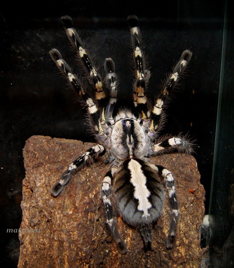 Паук-птицеед Poecilotheria tigrinawesseli