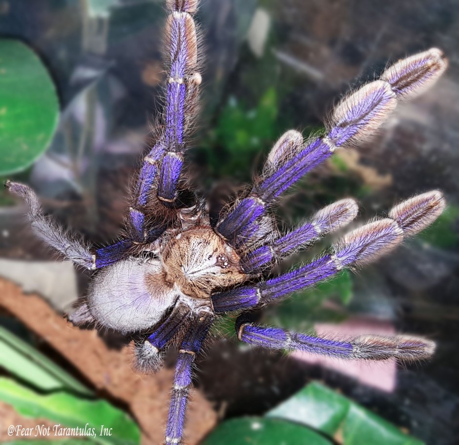 Omothymus violaceopes