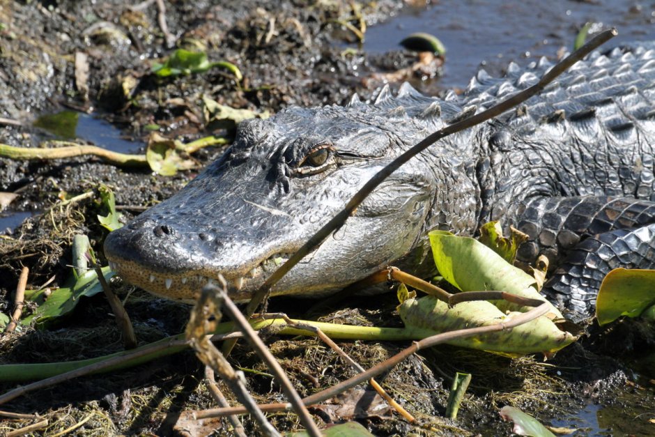Alligator vs Crocodile