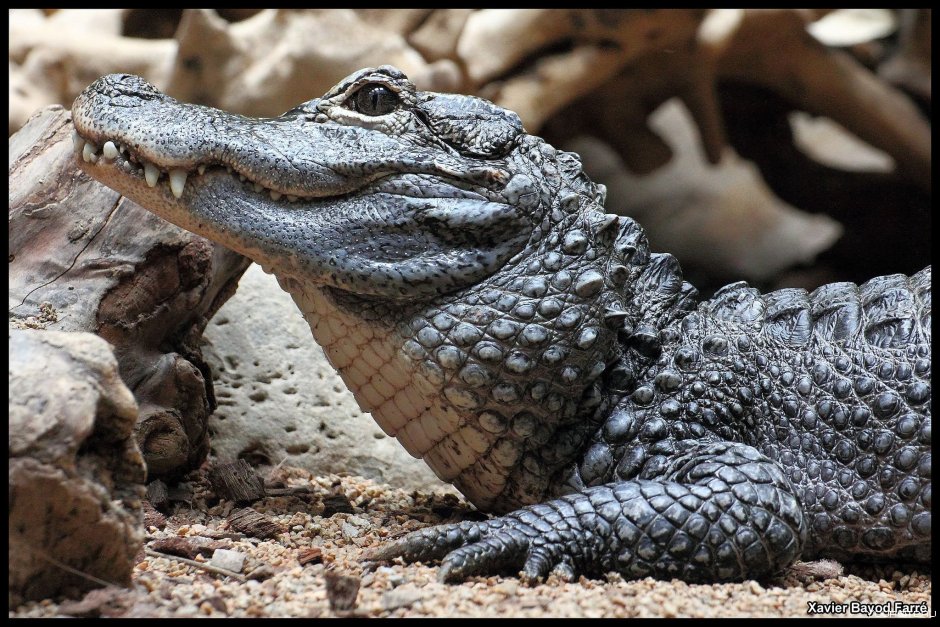 Alligator sinensis