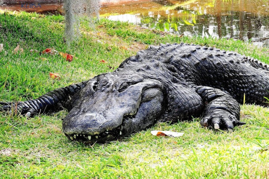 Alligator Island (остров аллигаторов)