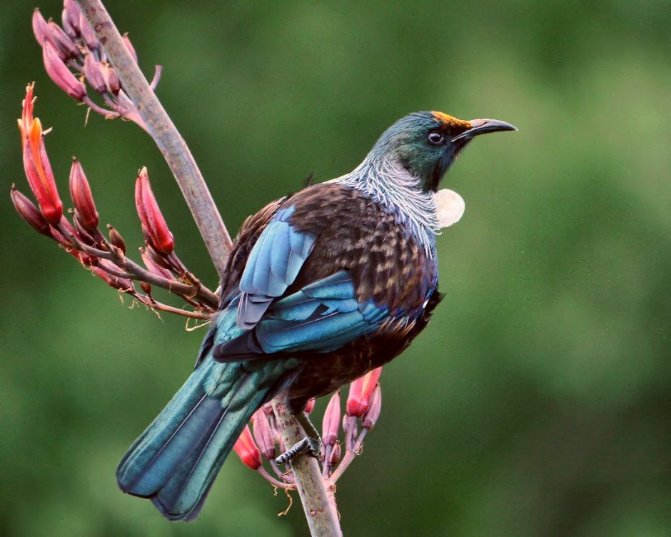 Robin animal