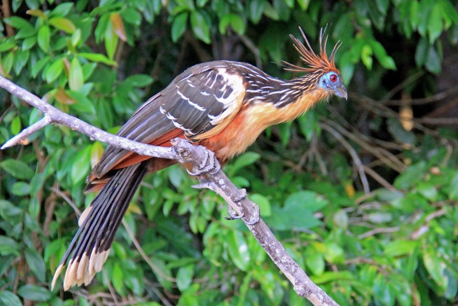 Callipepla gambelii