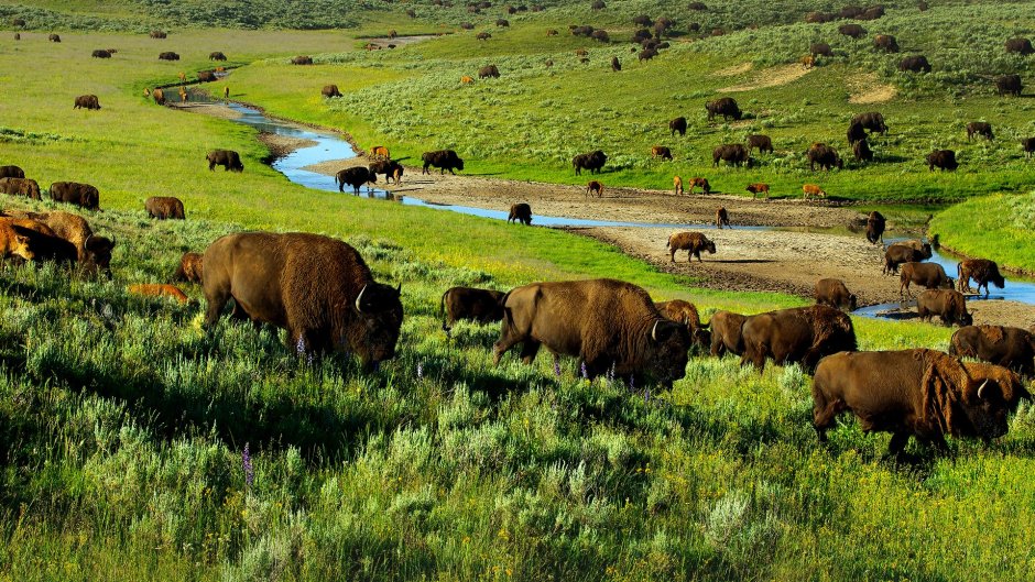 Yellowstone Park Bison Herd