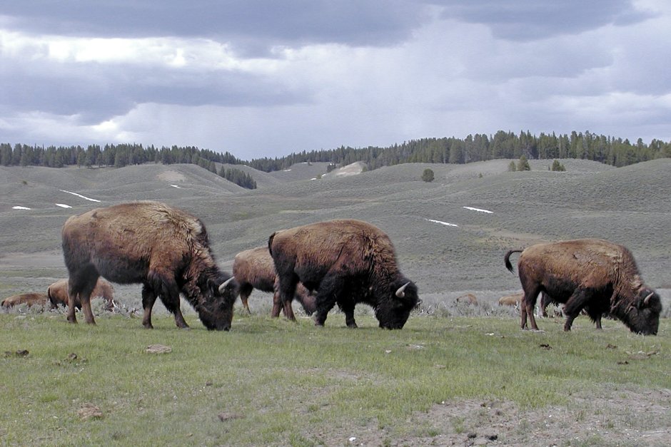 Северная Америка луговые Бизон