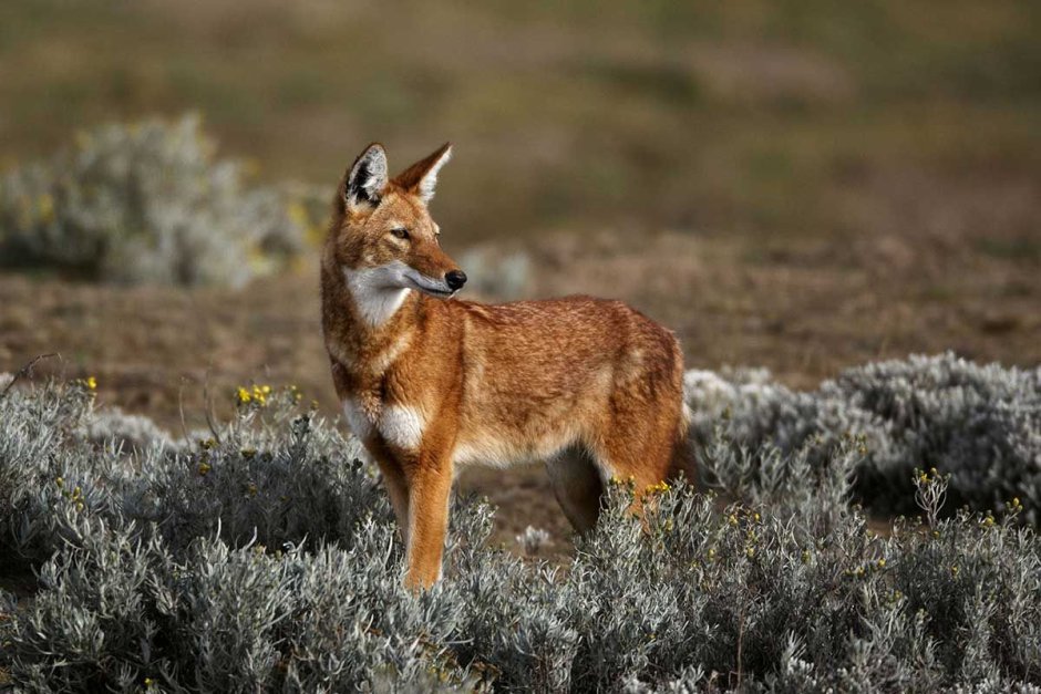 Эфиопский Шакал (canis simensis)