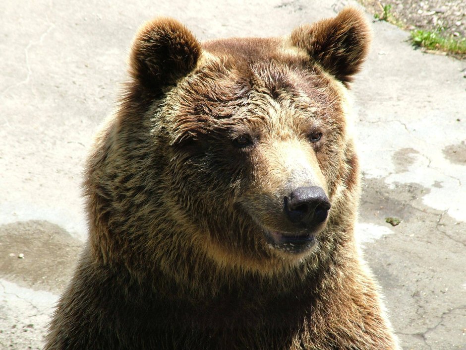 Уши медведя