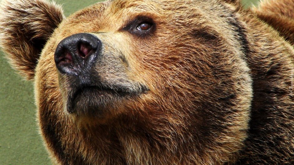 Медведь вблизи