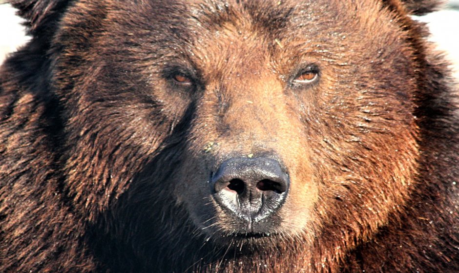 Гризли Grizzly, Гризли, медведь.