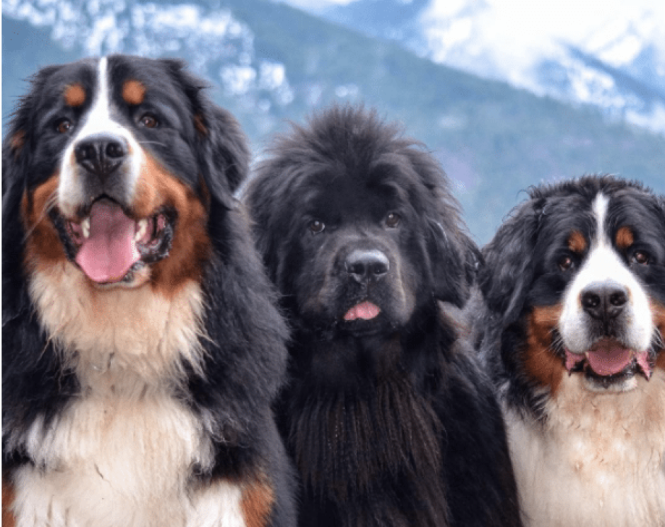 3 породы крупной собаки. Бернский ньюфаундленд. Бернский Сенбернар. Ньюфаундленд и Бернский зенненхунд. Сенбернар и ньюфаундленд.