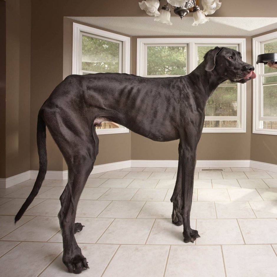 Немецкий дог самая большая собака в мире Зевс