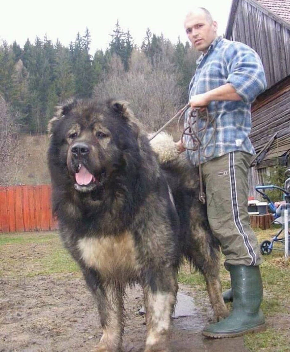 Кавказская овчарка большая