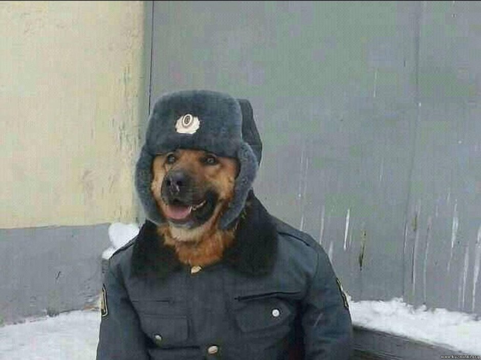Страшные породистые собаки