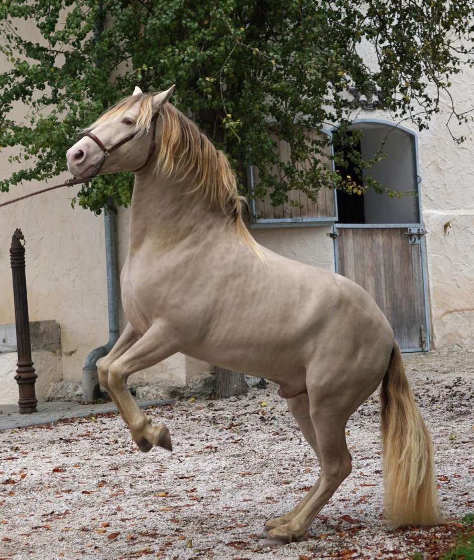 Конь в тесте. Андалузская лошадь Перлино. Изабелловая Перлино. Масть Перлино. Масть лошади Андалузская Перлино.