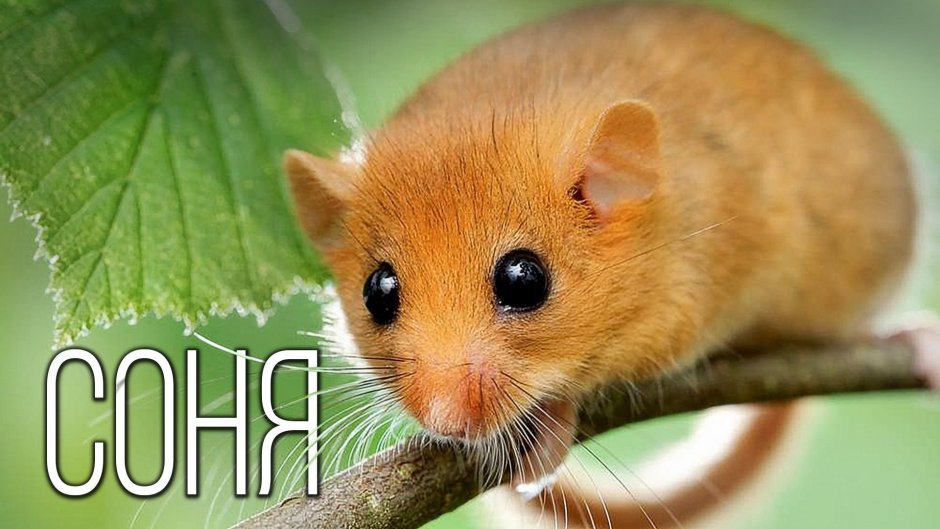 Хомяк с щеками