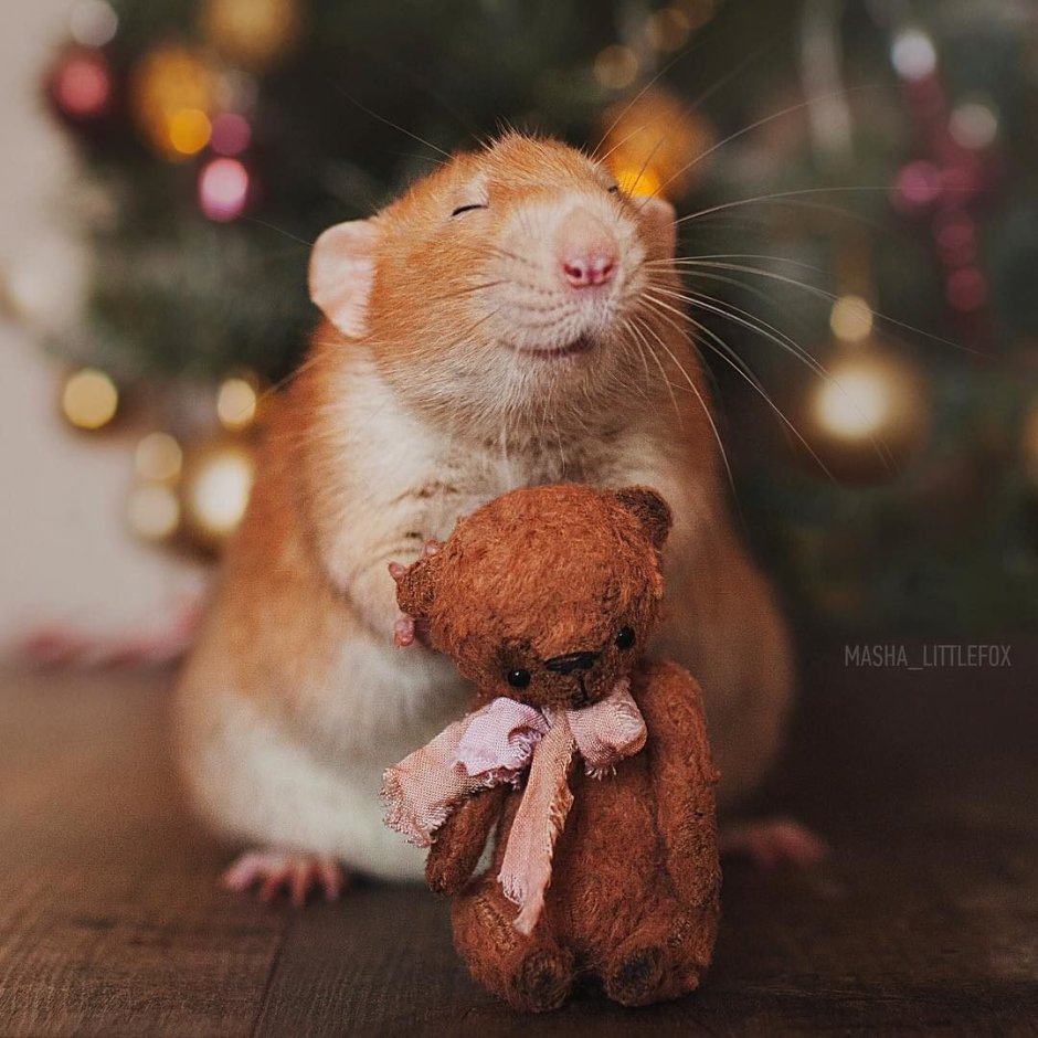 Хомячий хвостик