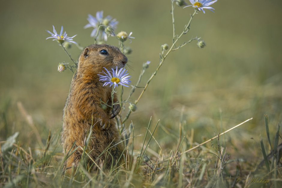 Луговые собачки Северной Америки
