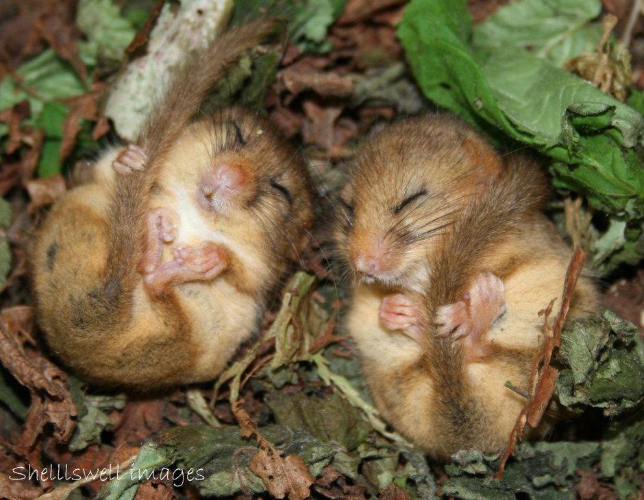 Spermophilus citellus