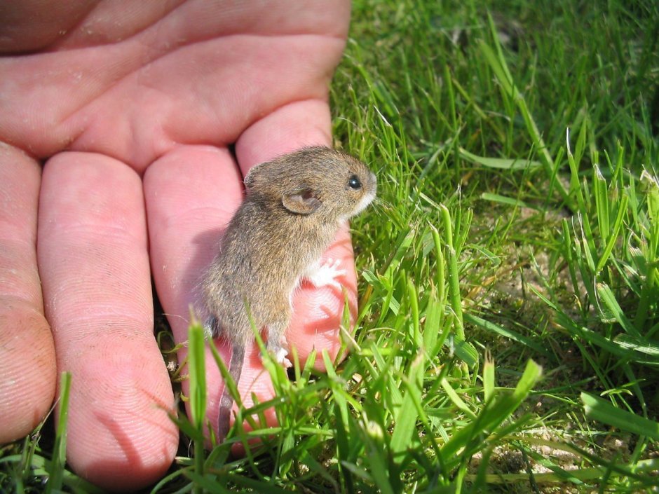Хомячок серый (Cricetulus migratorius)
