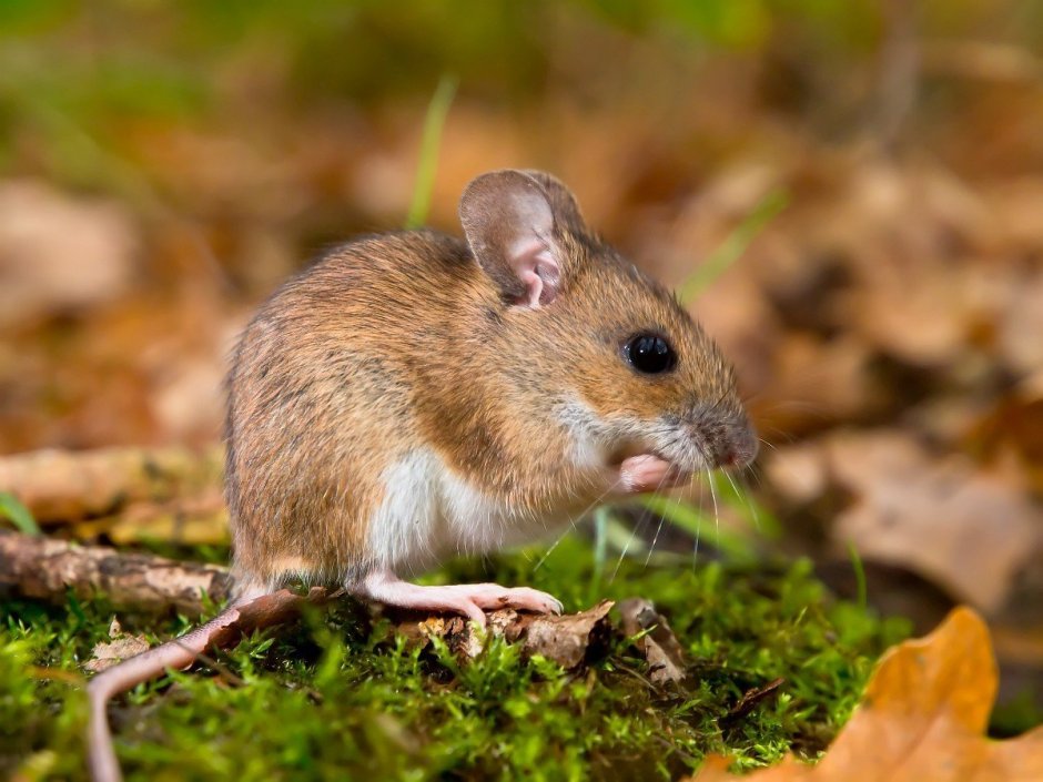 Лесная мышь (Apodemus sylvaticus)