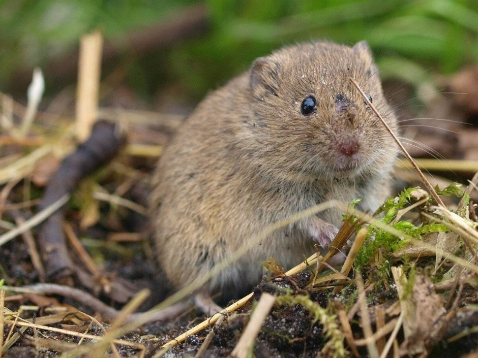 Даурского суслика (Spermophilus dauricus