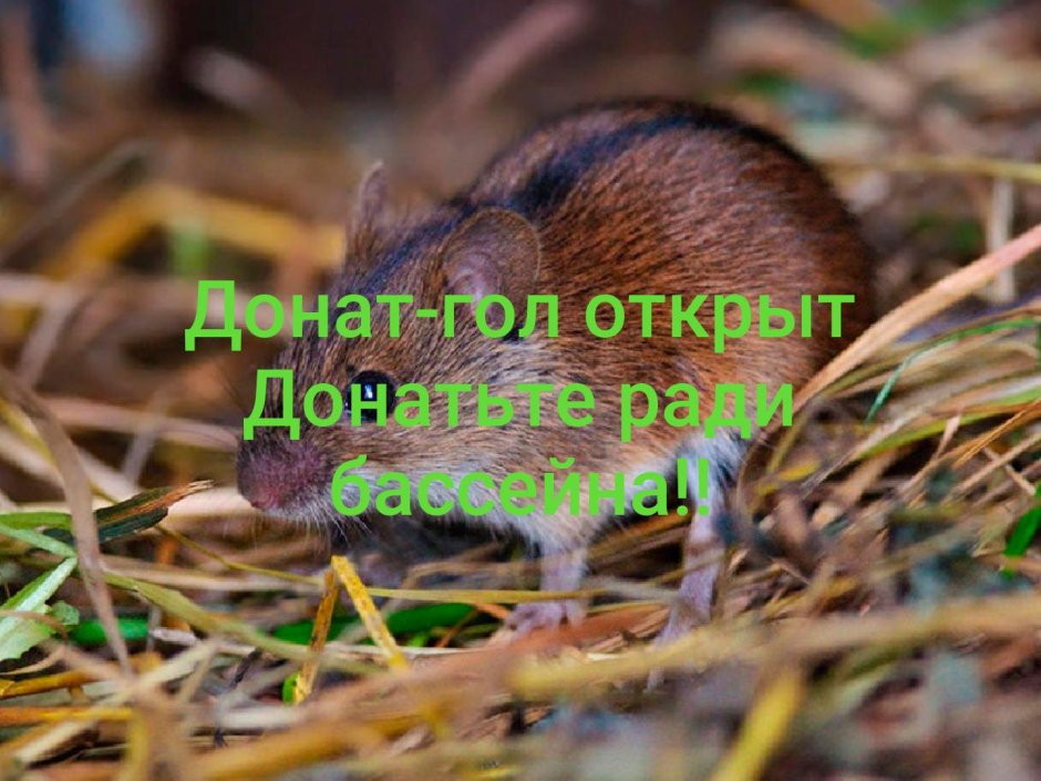 Орешниковая Соня
