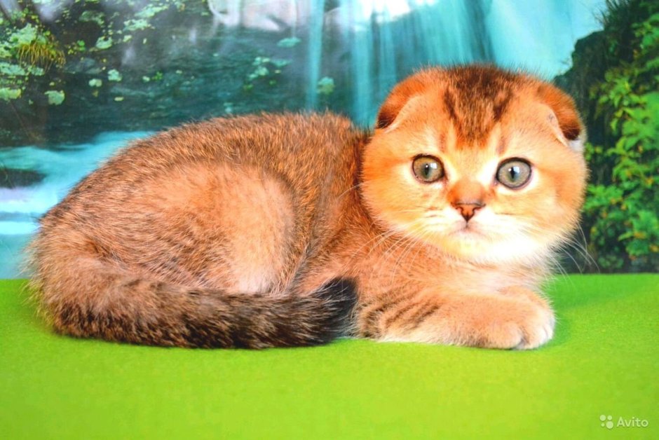 Шотландская вислоухая Золотая шиншилла