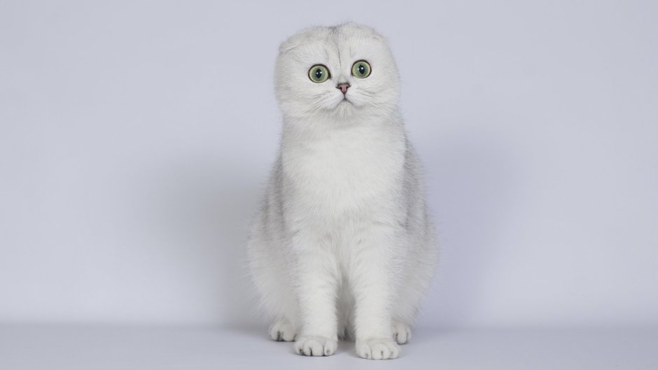 Шотландский вислоухий котенок Золотая шиншилла