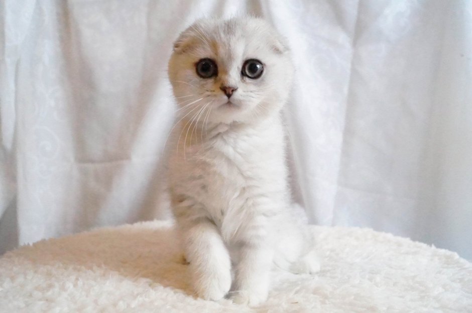 Скоттиш фолд Золотая шиншилла
