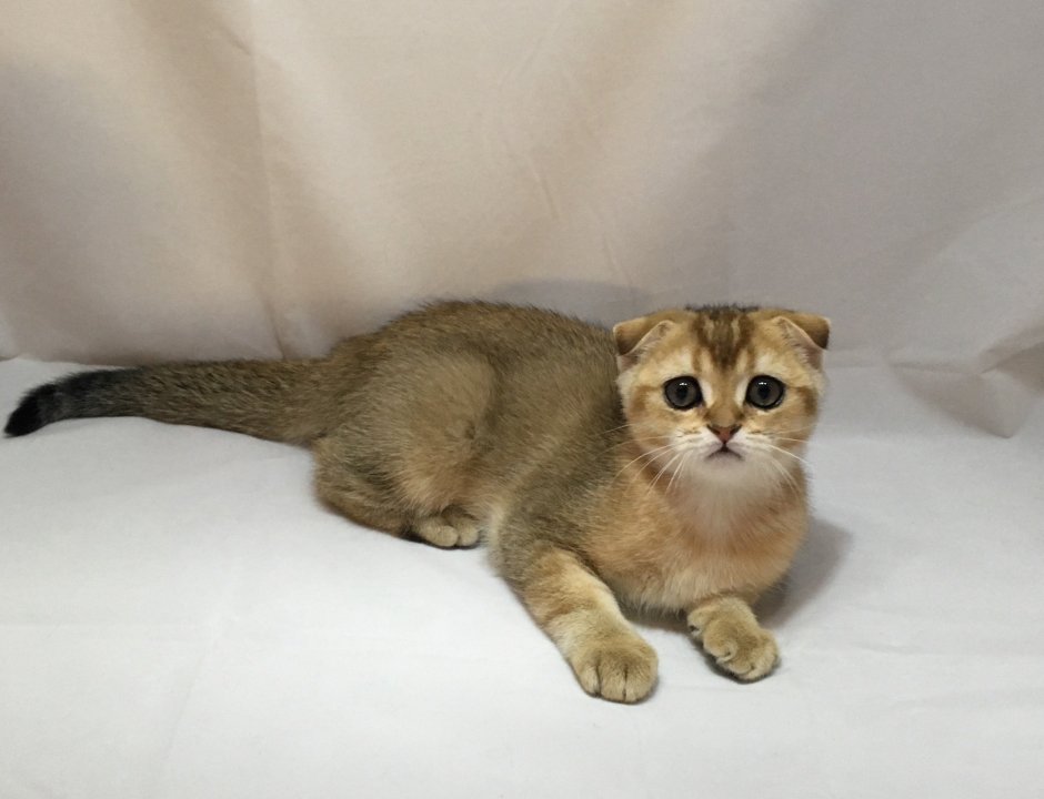 Шотландская золотистая шиншилла